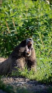 Smiling Friends | Brock Baker