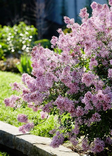 Meet the Bloomerang, a Lilac That Blossoms Twice Each Season