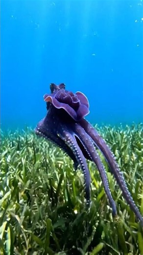 The Octopus Escape Trick You Won't Believe! 🐙