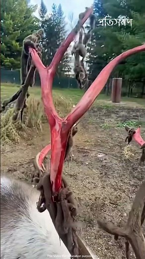 Why Deer Rub Their Antlers on Trees – The Hidden Truth 🦌
