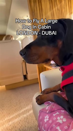 K9 JETS | How do large dogs fly in cabin? Meet Ruby the Doberman, flying comfortably by her owner Olivia’s side with K9 JETS. Follow:... | Instagram