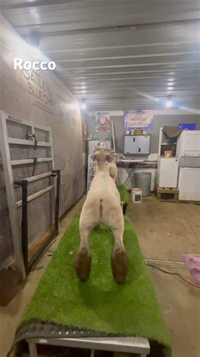 Rocco main event entry. Demag sheep co round 2. Des Moines 2026