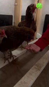 Tucking in the girls on St. Patrick’s Day