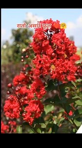 Red crepe myrtle flower ready to bloom 🌸❤️ | Poonam Shah