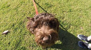 🐶 To celebrate the launch of our new Level 1 Dog training classes in Swan View, Kelmscott, Dalkeith, Bentley and Ocean Reef, we’re offering 20% off ALL Level 1 classes! 🐶 Click here to book your pooch into dog training https://www.rspcawa.asn.au/dog-training/rspca-wa-level-one-2 and to take advantage of the offer, simply enter the code ‘SPRING20’ at the checkout. 🌺 Hurry… offer ends September 30! | RSPCA WA