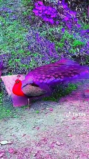 The peacock fluttered its tail. #scenery #foryou #peacock