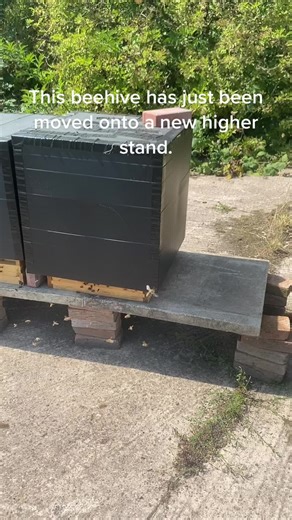 This hive has been moved upwards 30cm in the middle of the day. Fingers crossed they can find the entrance. They seem to be ok so far. Bees shoukd either get moved 3 metres or 3 miles is the saying. If you move a hive more than 3 metres in the same area the bees become disorientated and cant find the hive. If they are moved 3 miles it is an entirely new territory so the bees will reorientate and be able to find their way home.#bees #honeybee #hive #beekeepingtips #beekeepinguk #hivemovement #hon