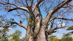 Scenic Baobab At Victoria Falls In Matabeleland North Zimbabwe. Baobab Tree Landscape. Wildlife Scenery. Victoria Falls At Matabeleland North Zimbabwe. Isolated Baobab. Wild Background.