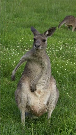 🦘 AUSTRALIA UP CLOSE! 🇦🇺