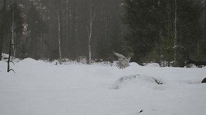 Goshawk Flying Landing Snow Eat Prey Stock Footage Video (100% Royalty-free) 3998118069 | Shutterstock