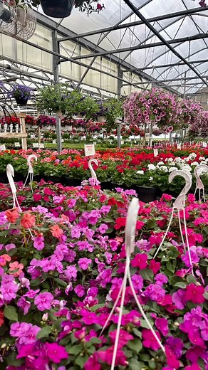 We still have a great selection of flowers 🌸 🪴🌼 Stop by the greenhouse where it actually feels like May ☀️ Monday-Saturday: 9am-6pm Sunday: 9am-4pm CLOSED MEMORIAL DAY | L&M Greenhouse, LLC
