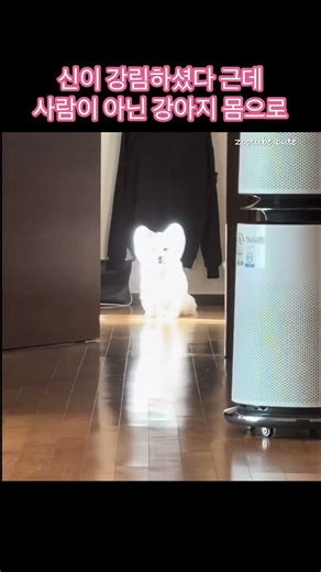 신이 강림하셨다 근데 사람이 아닌 강아지 몸으로 #shorts #funny #funnydogs #cuteanimals #cutedog