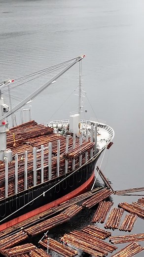Log's getting loaded from water to ship , topside is the name of the longshoreman who runs the cranes on these ships , 2 of them per shift on a 2 hour rotation , one drives and one gives signals then they switch at coffee break and lunch time . I used to do topside for about a year a wats back , but 3 knee surgeries keep me off logs now. Good honest working longshoreman in these ships 😀 #pacificnorthwest #bcisbeautiful #explorebc #droning #bcfall #autumnvibes🍁 #longshoreman #505 #bluecollar #t