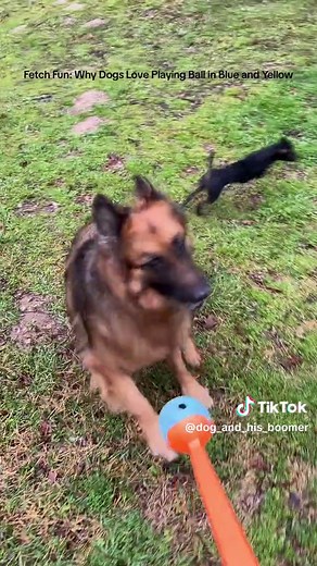 Exploring Fetch Fun with Nala and Milo