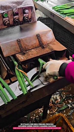 Green Onion Peeling Machine Processing 30 Stalks/Min for Japanese Negi Cleaning Lines