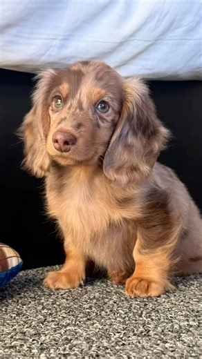 Delish their Dish with Open Farm. 🐾 From broth to raw to toppers, ethically sourced ingredients make every meal packed with nutrition. VIP Rewards members get 50% off Freeze-Dried Raw with select Open Farm dog food purchase to help build the perfect bowl. Not a VIP Rewards member? Join FREE today. Shop now: https://www.petsupermarket.com/open-farm.htmll | Pet Supermarket