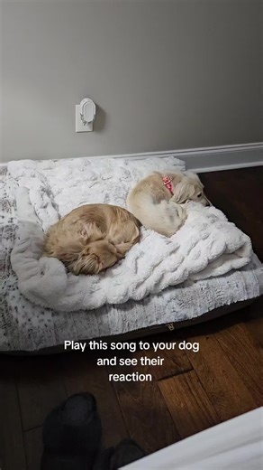 Playful Dog Reactions to Music: A Fun Experiment