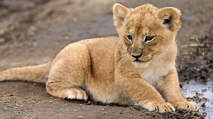 Tiny Lion Cubs Get Very First Vet Exam at Fresno Zoo & People Can't Take the Cuteness