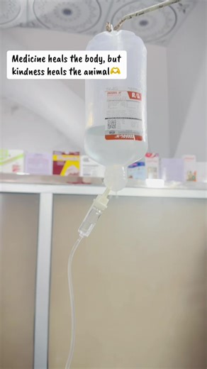 Understanding Blood Parasites in Dogs: Key Infections