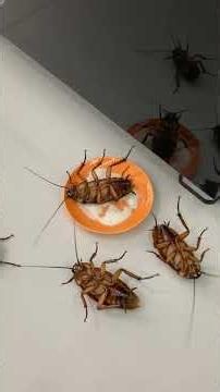 Do you have rats or cockroaches in your house? Try this...