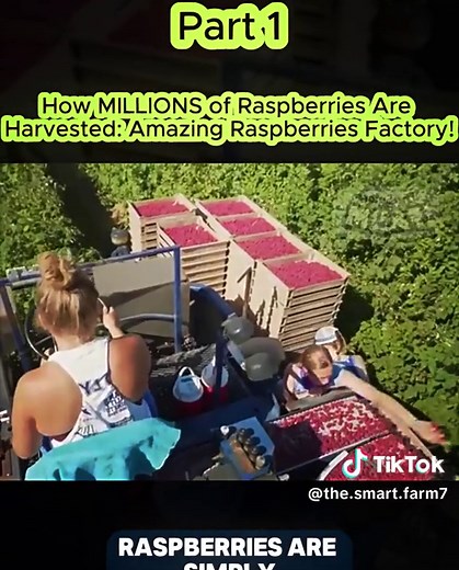 The Smart Farm on TikTok