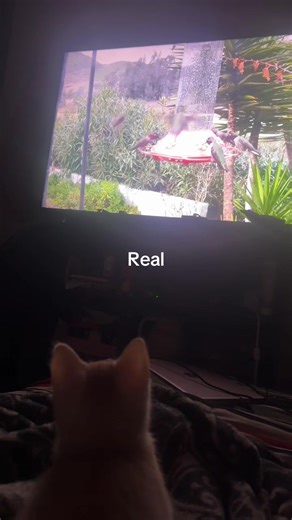 Budder Likes The Birds :) || #cats #cutecats #pets #petvid #orangecat