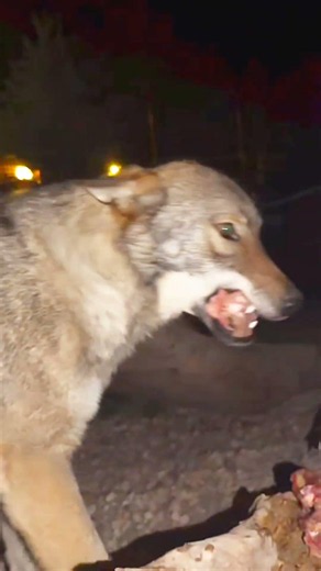 You Won’t Believe How Wolves Eat Together 😳 #Viral #Trending #MustWatch #WildlifeShorts #Nature