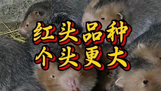 小野狼红头品种种苗个头更大，抵抗力强管理轻松，当宠物也可以可以养到十多斤#竹鼠养殖 #竹鼠 #竹鼠种苗 #竹鼠养殖技术分享 #三农养殖