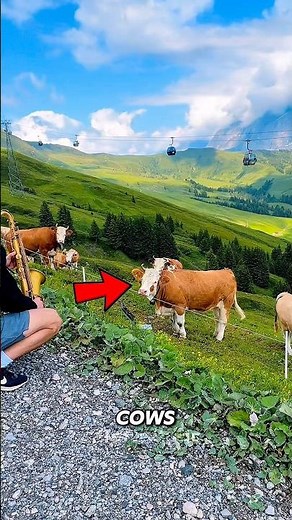 COWS LOVE JAZZ - And Here’s Why 🐄