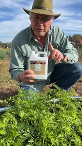 3.6K views · 60 reactions |  Carrot care 101! We’re giving our carrots the nutrients they need to grow long, sweet, and crunchy. Watch how we feed the soil, nurture the roots, and set up for a bountiful harvest. Good soil = happy carrots = happy gardeners! 凌‍ Grab your fertilizers: https://tinyurl.com/hoss-fertilizers #growhoss #carrotcare #rootveggies #gardentips | Hoss | Facebook