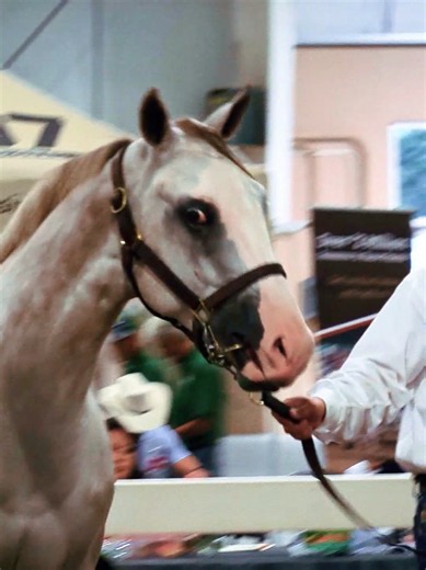 La subasta y caballos #subasta #caballosdcarreras #quarterhorse #horseracing #caballos