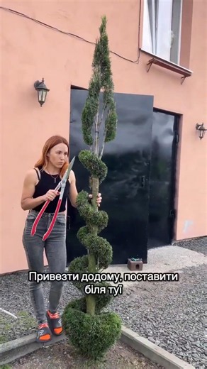 How to trim a thuja into a spiral or shears that cut by themselves #shorts #shortsvideo #garden #...