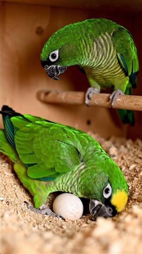 Amazon Parrot Welcomes New Life💚NEW LIFE##Wildlife#ParrotLife#BirdBirth#NatureMiracle#AnimalShorts