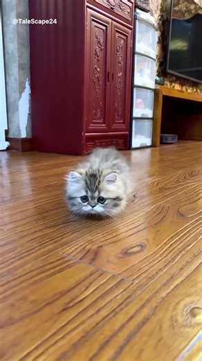 Munchkin Cat Runs! 🤣 Short Legs, Maximum Speed! #shorts