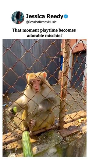 Monkey makes interactive play extra entertaining! | Jessica Reedy