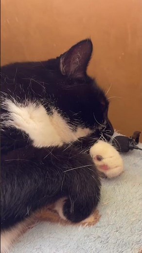 Purring Cat sound for Relax. Relaxing video for sleep. Funny Cat video for Relaxation. ASMR Purr