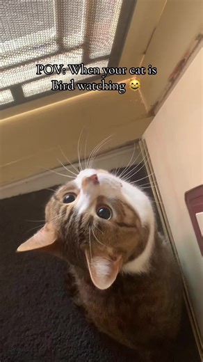 Ahhh my little Loki 💙 Your cuteness is definitely my weakness 🐈😽 #fyp #cat #catsoftiktok #cattok #becsrealm