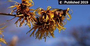 Watch This Plant Shoot Its Seeds Like Spiraling Footballs