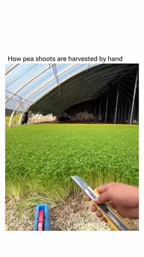 humourjoyusa on Instagram: "To harvest pea shoots by hand, wait until the plants are about six to eight inches tall with several sets of leaves. Using clean hands or scissors, gently pinch or snip off the top two to four inches of growth, just above a leaf node, since this allows the plant to keep producing new shoots. Avoid pulling the stems from the soil so the roots stay intact and the plant can regrow. If you want a continuous harvest, take only a third of the plant at a time and let it regr
