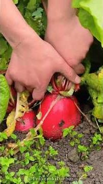 See how the radish paste recipe is made in our hill village! #minivlog #cooking #shortsfeed