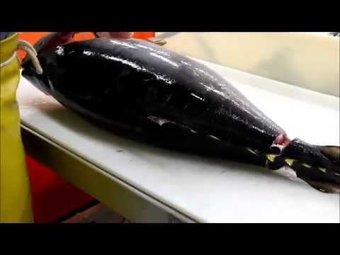 Fish Filleting- Yellowfin Tuna (Ahi)