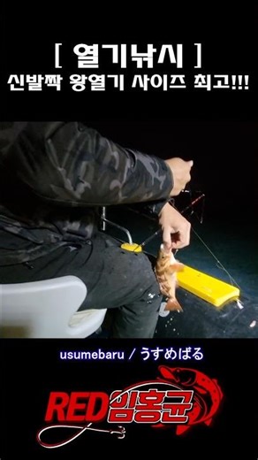 Red snapper fishing is this easy #RedSnapperFishing #RedSnapperRig #YaibaX