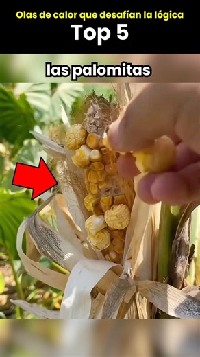 Olas de calor que desafían la lógica – Top 5