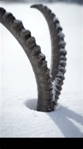 Himalayan Ibex #wildlife #ibex #mountains #ibex