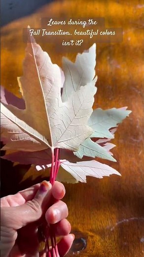 The beautiful color transition of Maple Leaves of a single Tree during Fall! #fallleaves #fallcolors