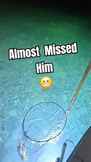 POV: Catching Florida Lobster With A Bully Net at Night!