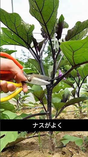 If you don't prune the eggplants, your harvest will decrease.