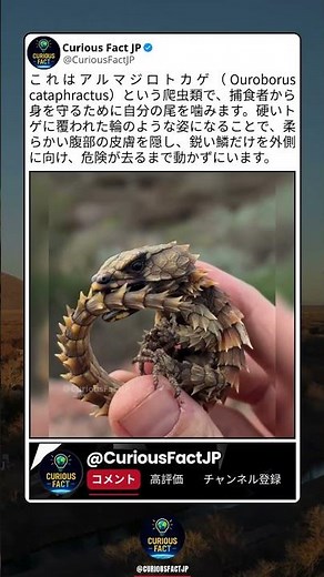こんな守り方をするトカゲ、見たことある？👀