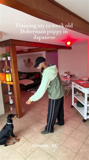 Train Your Doberman in Japanese: Fun Puppy Training