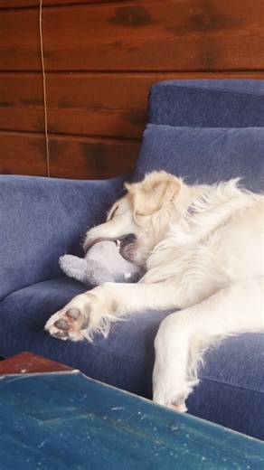 Yoshi and sleeping friends